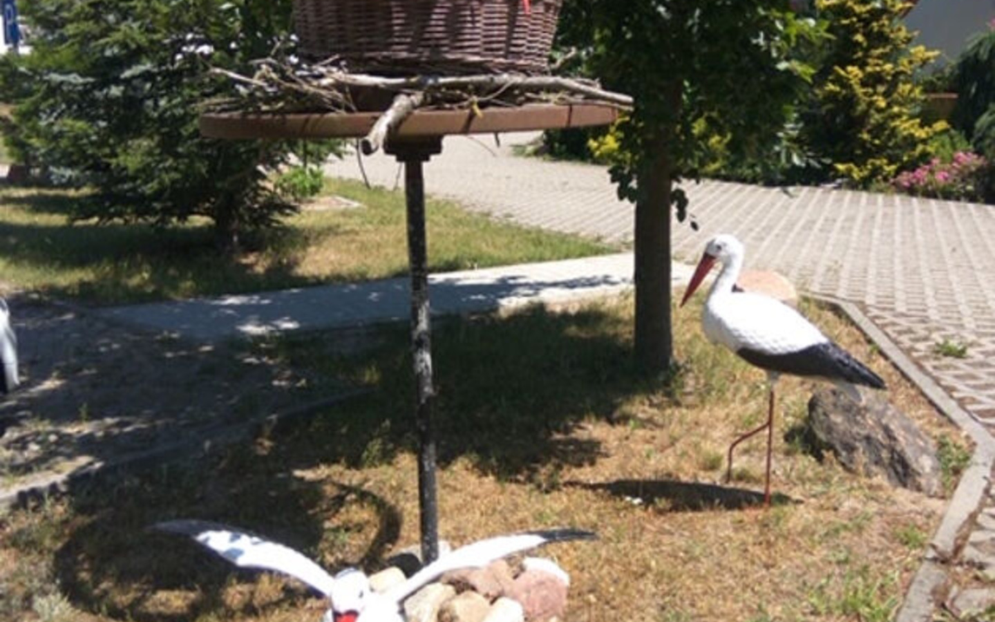 Störche